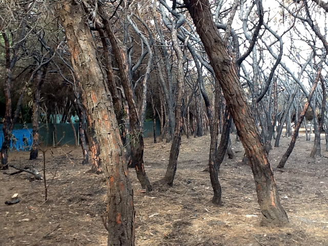 Part de la pineda de Llevant Mar (Gav� Mar) despr�s de ser cremada en dos incendis intencionats consecutius (22 Maig 2012)